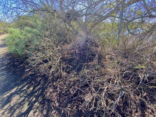 iNaturalist observation photo of Woodrats
