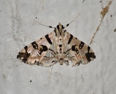 Conchylodes salamisalis