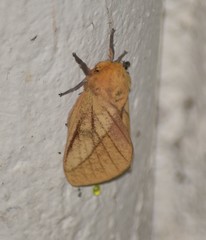 Syssphinx blanchardi