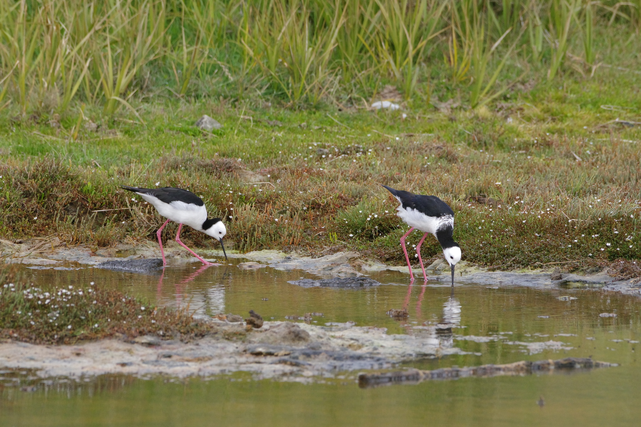 Pied Stilt illustration