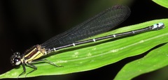 Argia oculata image