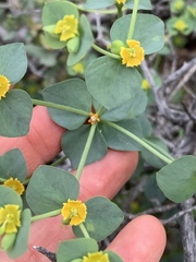 Euphorbia schizoloba