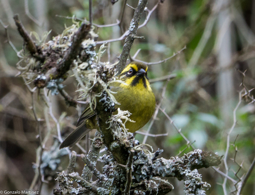Yellow-striped Brushfinch (Atlapetes citrinellus), photo 6