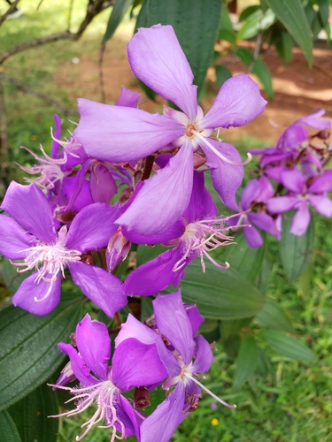 Foto de Quaresmeira