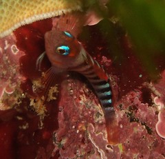 Notoclinops segmentatus