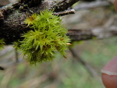 Orthotrichum consimile