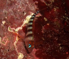 Notoclinops segmentatus