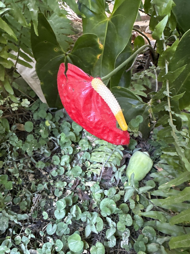 Foto de Antúrio