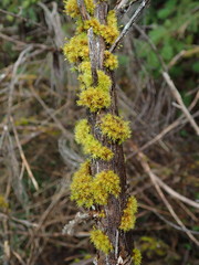 Orthotrichum consimile