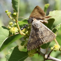Pandesma