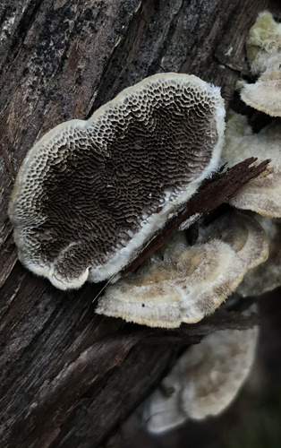 Trametes villosa