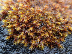 Schistidium apocarpum