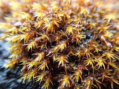 Schistidium apocarpum