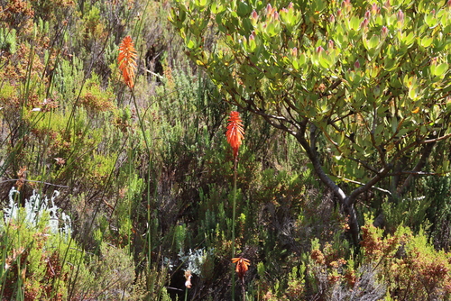 Image of Kniphofia tabularis by (c) Tony Rebelo, some rights reserved (CC BY-SA)