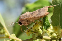 Pandesma
