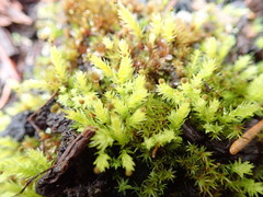 Aulacomnium androgynum