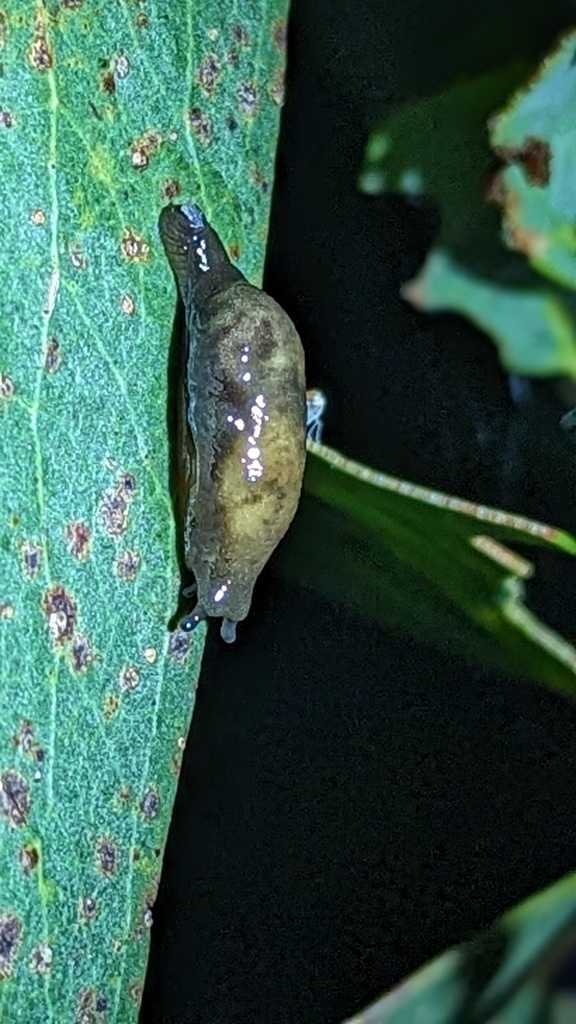 Cystopelta barringtonia