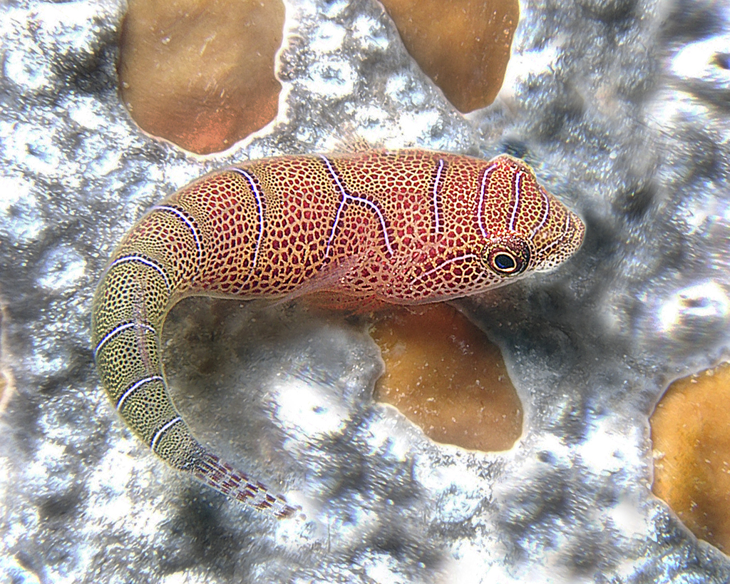 Western Cleaner Clingfish
