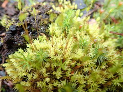 Aulacomnium androgynum