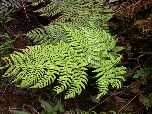 Dryopteris macropholis in life