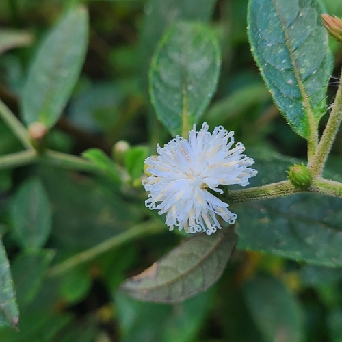 Lepidaploa canescens, 2024-01-11