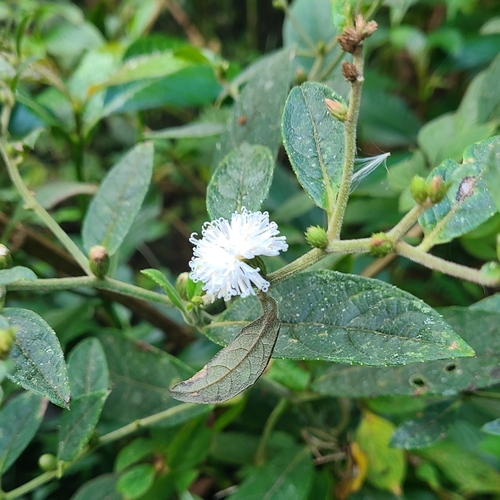 Lepidaploa canescens, photograph 5