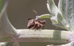 Danepteryx