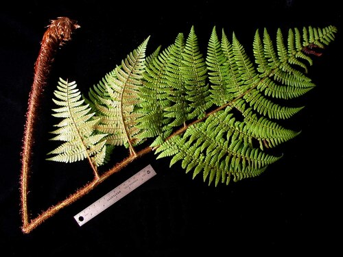 Dryopteris macropholis observed 2003-12-08