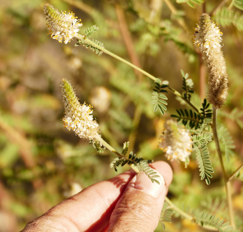 Whiteflower prairie clover (Dalea albiflora)