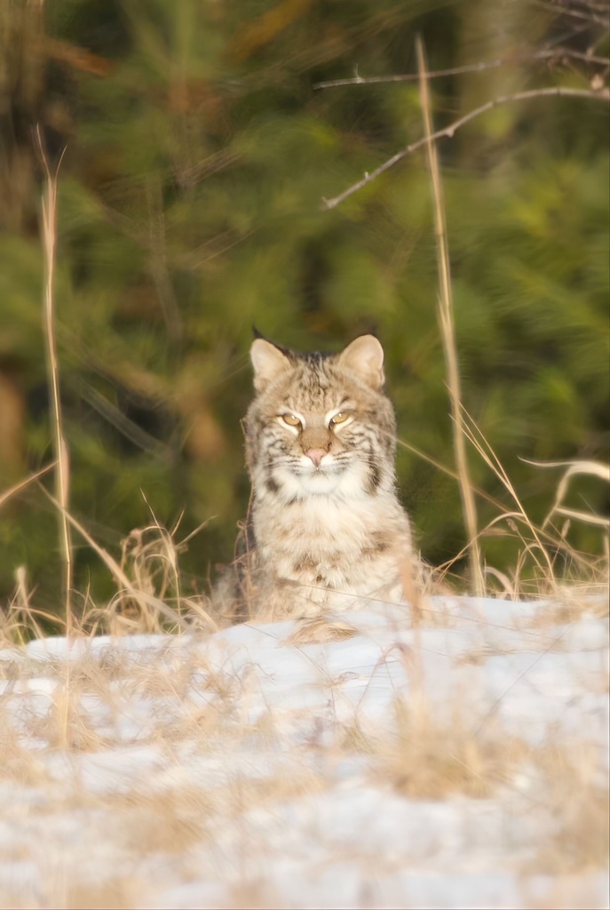 Bobcat from Bostwick Rd, Shelburne, VT, US on January 14, 2024 at 03:45 ...