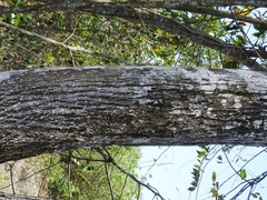 Cordia alliodora
