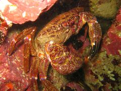 Nectocarcinus
