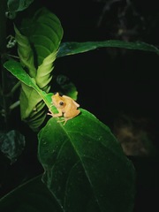 Dendropsophus microcephalus