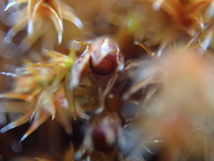 Schistidium apocarpum