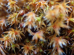 Schistidium apocarpum