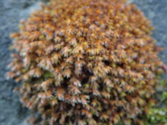 Schistidium apocarpum