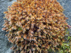 Schistidium apocarpum