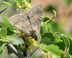 Pandesma
