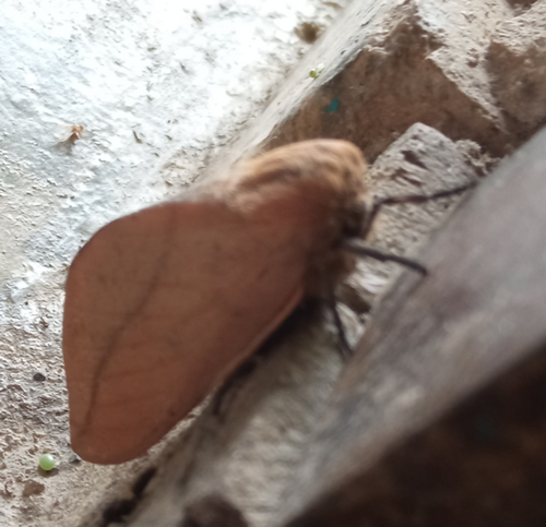 Scolesa totoma