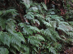 Leptolepia novae-zelandiae