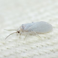 Coniopteryx