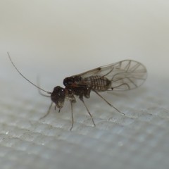 Lachesilla