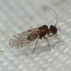 Lachesilla