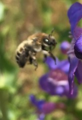 Diadasia bituberculata