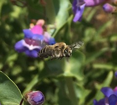 Diadasia bituberculata