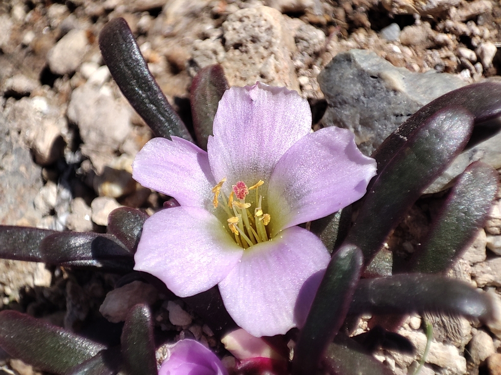 Calandrinia acaulis (Calandrinia acaulis)