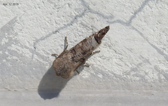 Pseudopanolis heterogyna