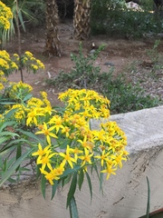 Senecio lemmonii