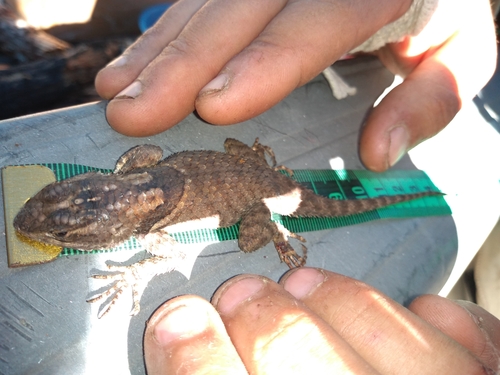Sceloporus huichol