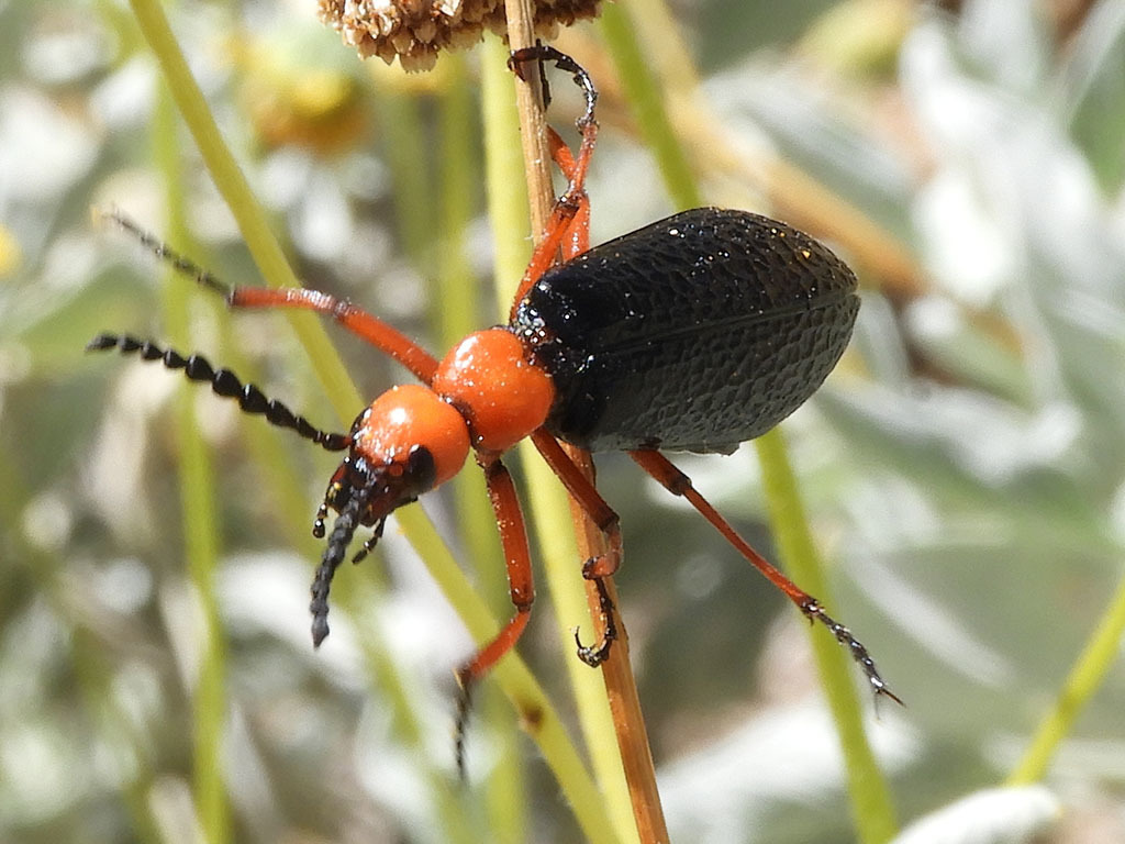 Master Blister Beetle from Goodyear, AZ, USA on April 7, 2019 at 11:28 ...